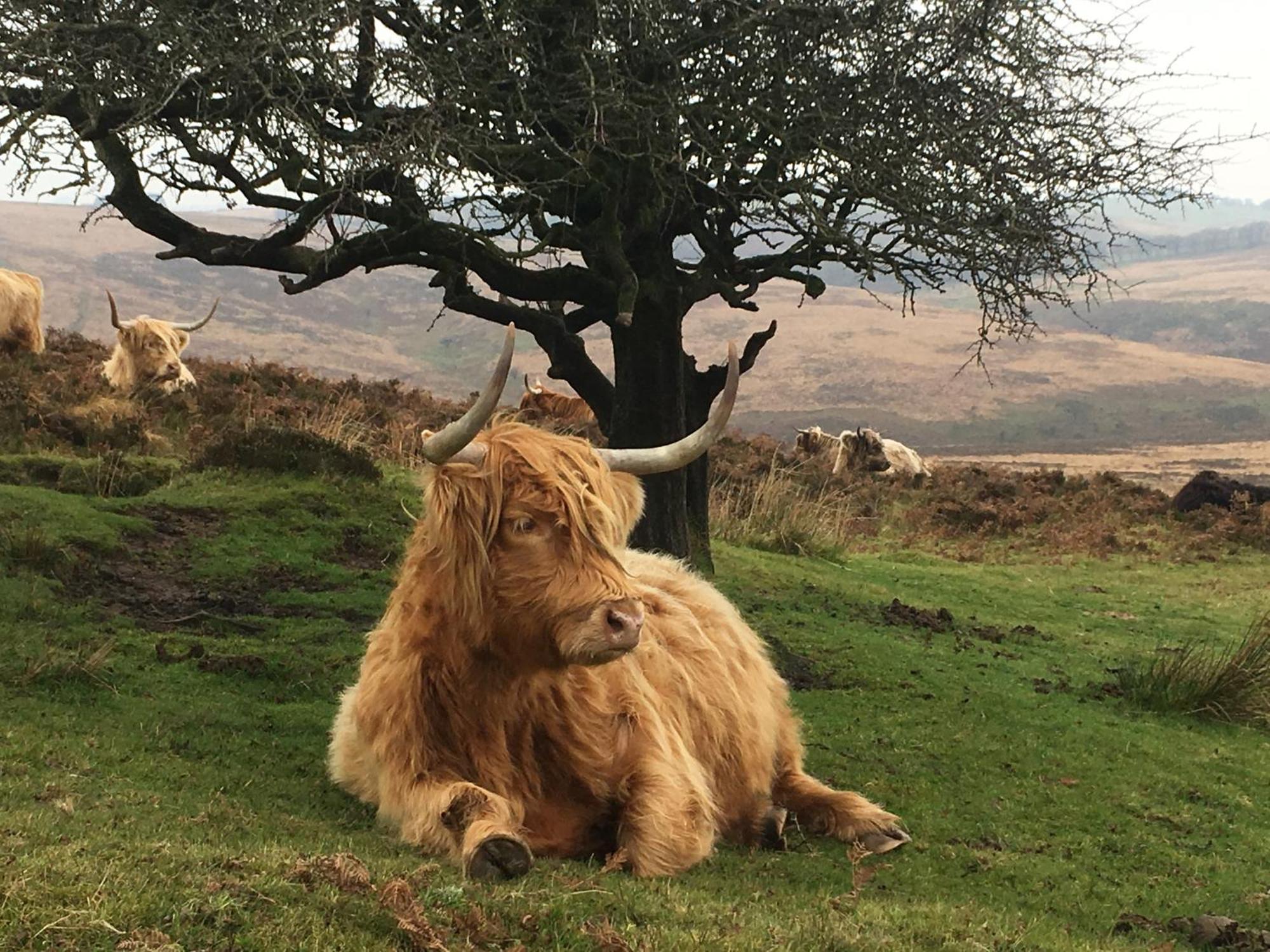 Exmoor Bnb In Withypool On Two Moors Way 外观 照片