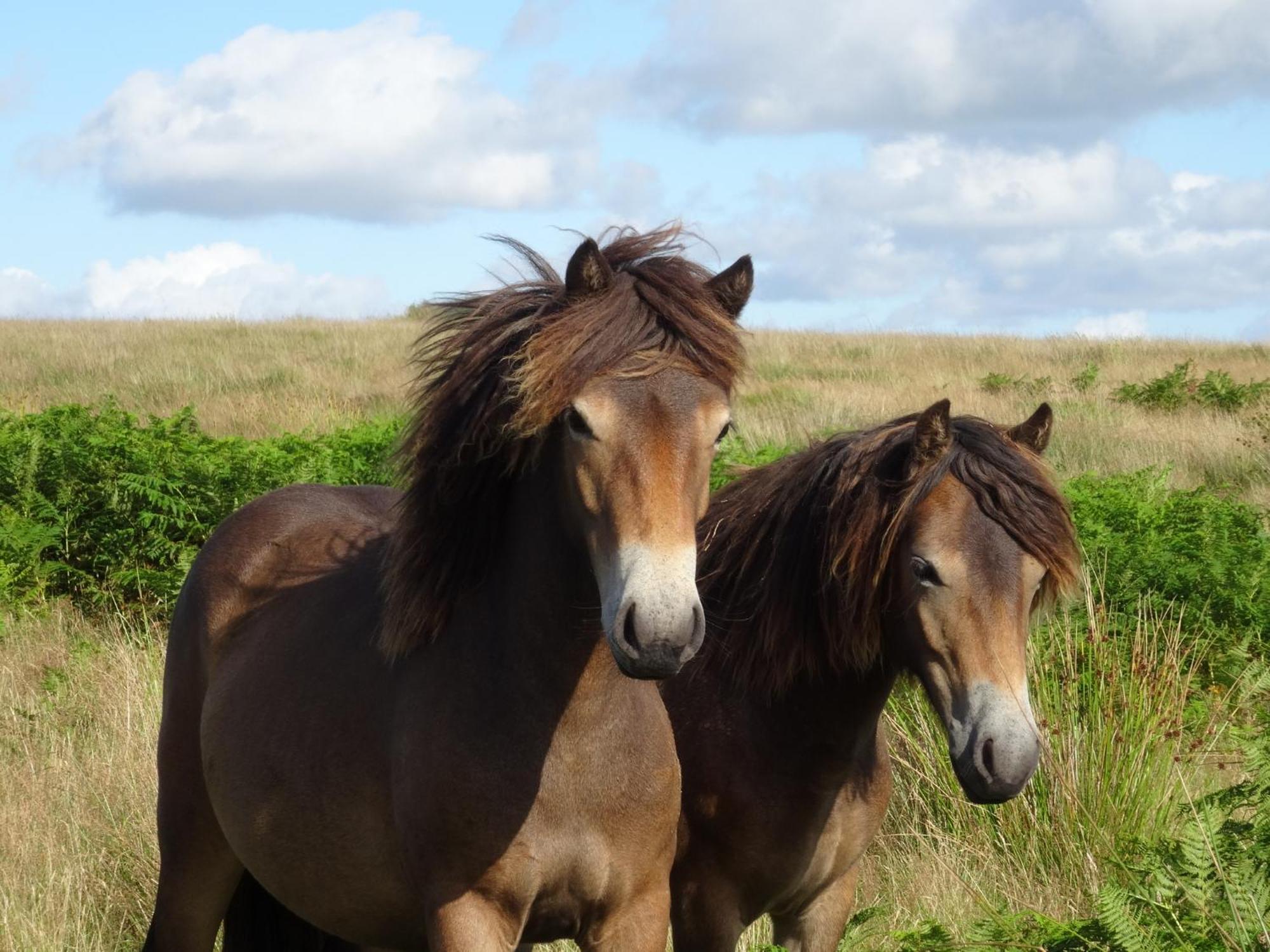 Exmoor Bnb In Withypool On Two Moors Way 外观 照片